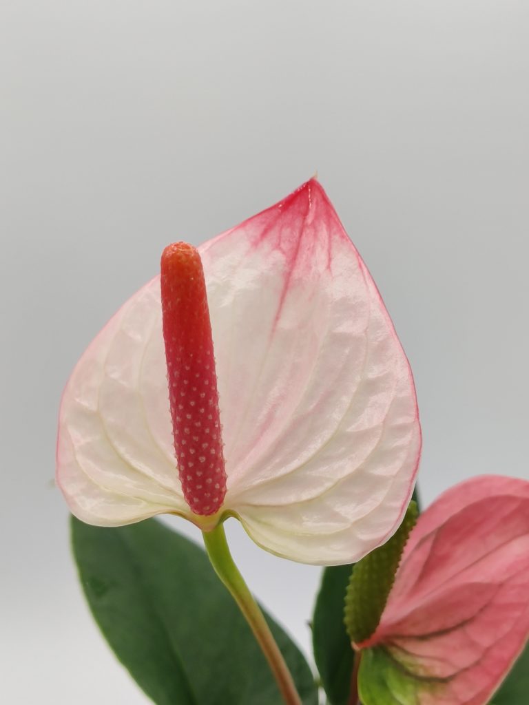 彩 さい 神谷園芸