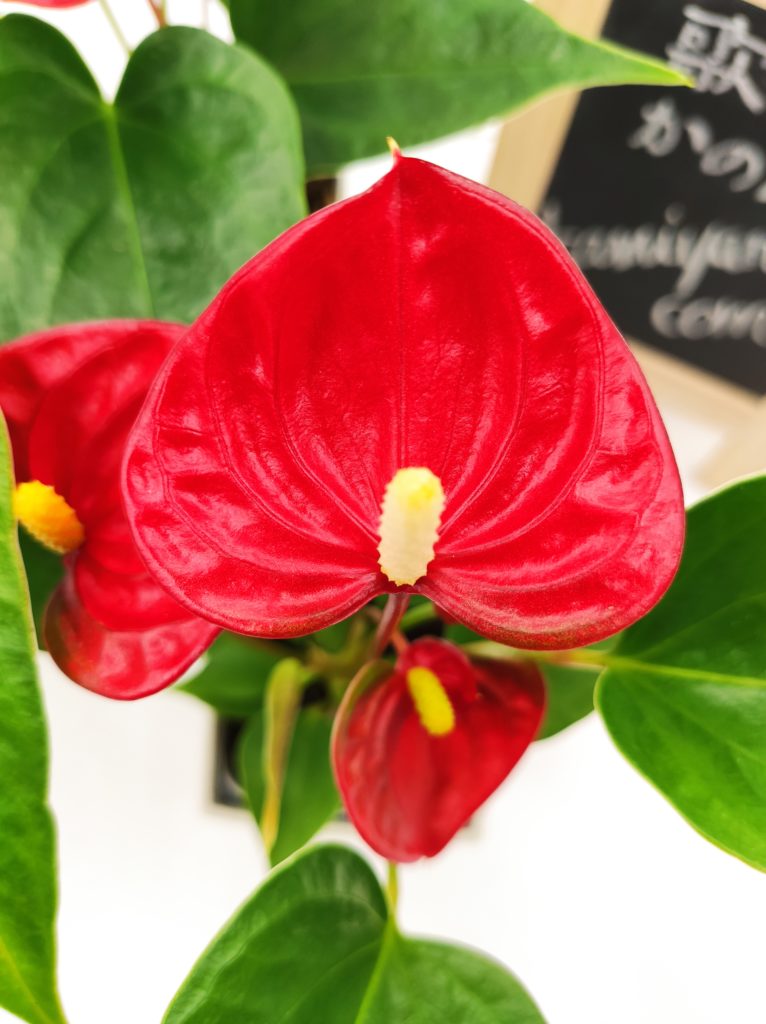 歌音 かのん 神谷園芸